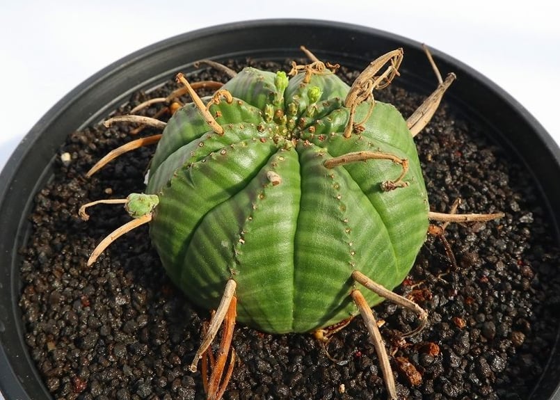 ユーフォルビア バリダ 雄株雌株セット | mana's green:塊根植物 ユーフォルビア バリダ 雄株雌株セット | mana's green:塊根植物