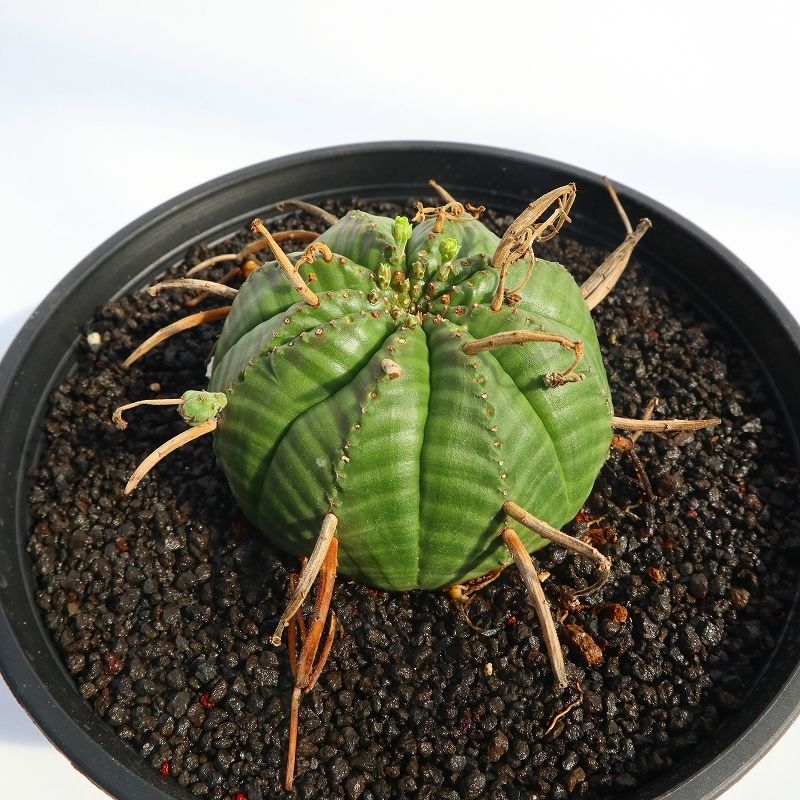 ユーフォルビア バリダ 雄株雌株セット | mana's farm:塊根植物