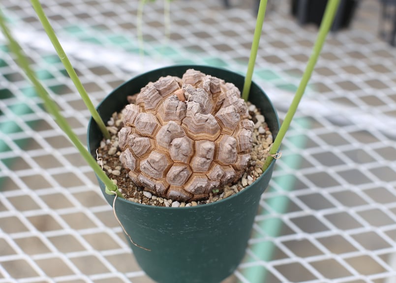 亀甲竜 BOTANIZE 亀甲竜 | mana's farm:塊根植物・アガベ・ドライガーデン植物販売|マナ