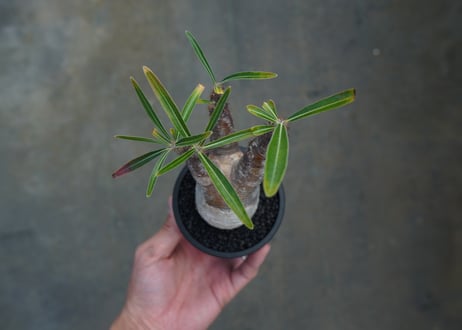 パキポディウム　グラキリス　 Pachypodium Gracilius  No.7