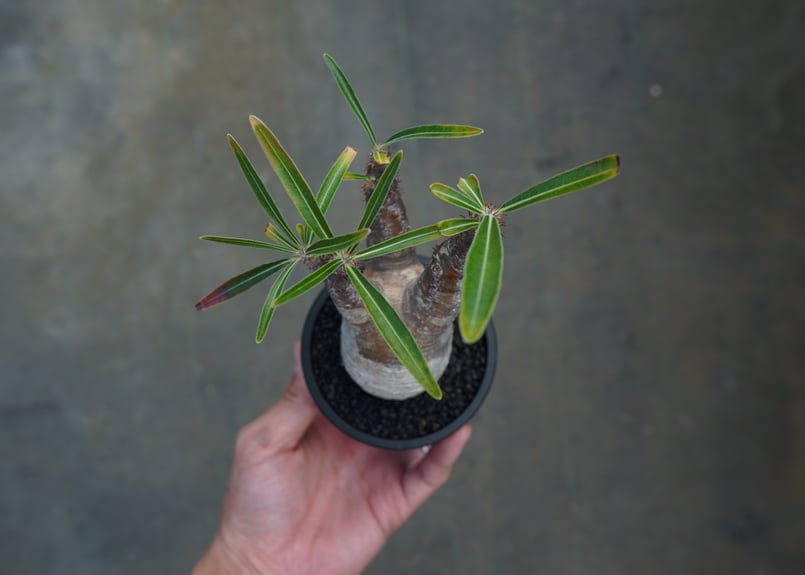 パキポディウム グラキリス Pachypodium Gracilius No.7 | ma