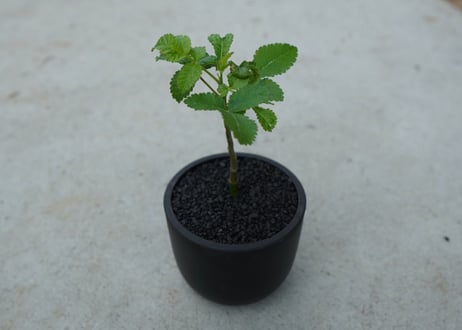 【沖縄実生株】ブルセラ ヒンドシアナ Bursera hindsiana