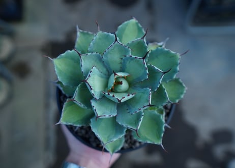 吉祥冠　中斑　Agave potatorum