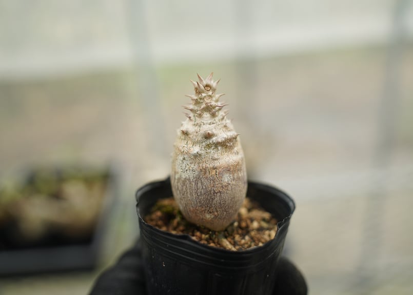 パキポディウム ウィンゾリー 沖縄実生 No.12 | mana's farm:塊根植物