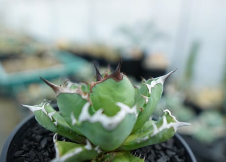アガベ　チタノタ　姫厳竜　Agave titanota dwarf　No.1