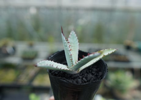 アガベ　屈原の舞扇 Agave 'Kutsugen no Maiougi'   No.2
