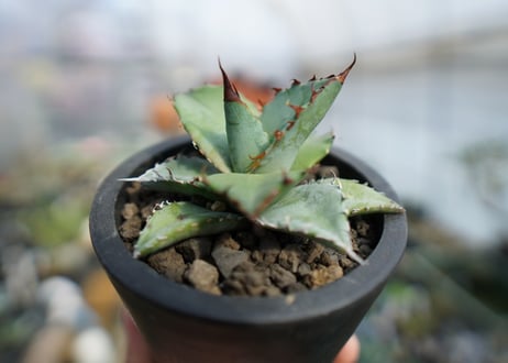 アガベ　チタノタ　ブルー　Agave Titanota Blue　No.2