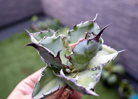 Agave B&B C NO.3