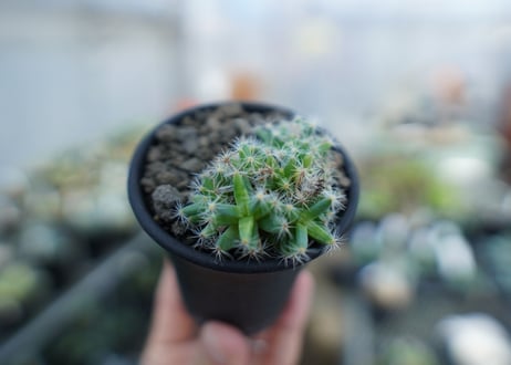 トリコディアデマ　デンサム（紫晃星）　Trichodiadema densum