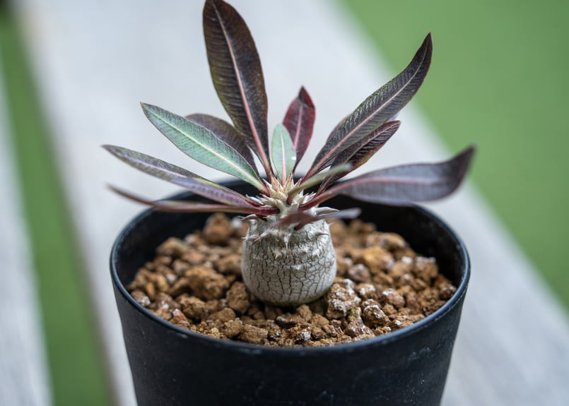 DD1 5株セット パキポディウム デンシフローラム 実生　塊根　コーデックス DD1 5株セット パキポディウム デンシフローラム 実生 塊根 コーデック