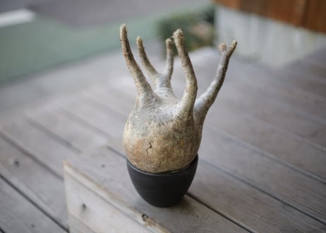 グラキリス　抜き苗《 34 》