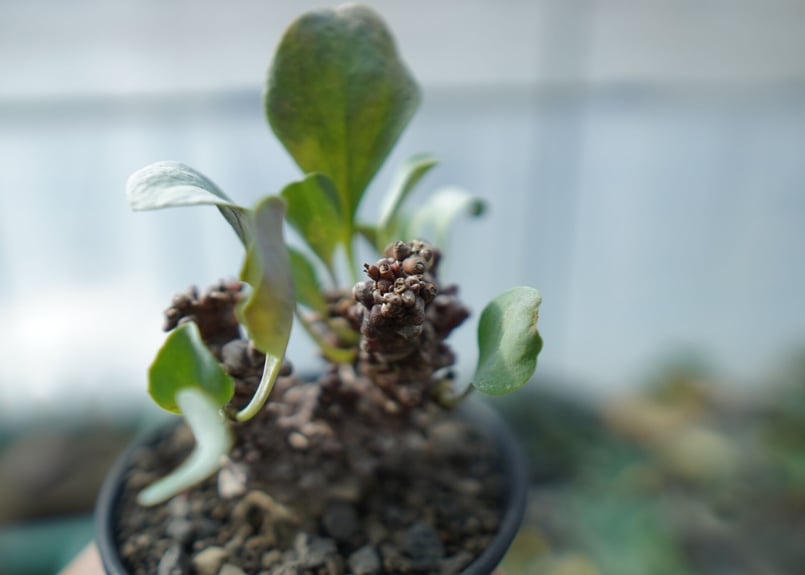 オトンナ ヘレー Othonna herrei C3 | mana's farm:塊根植物・ア