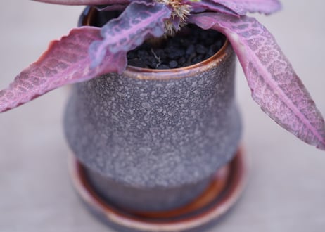 ユーフォルビア　フランコイシー　Euphorbia francoisii