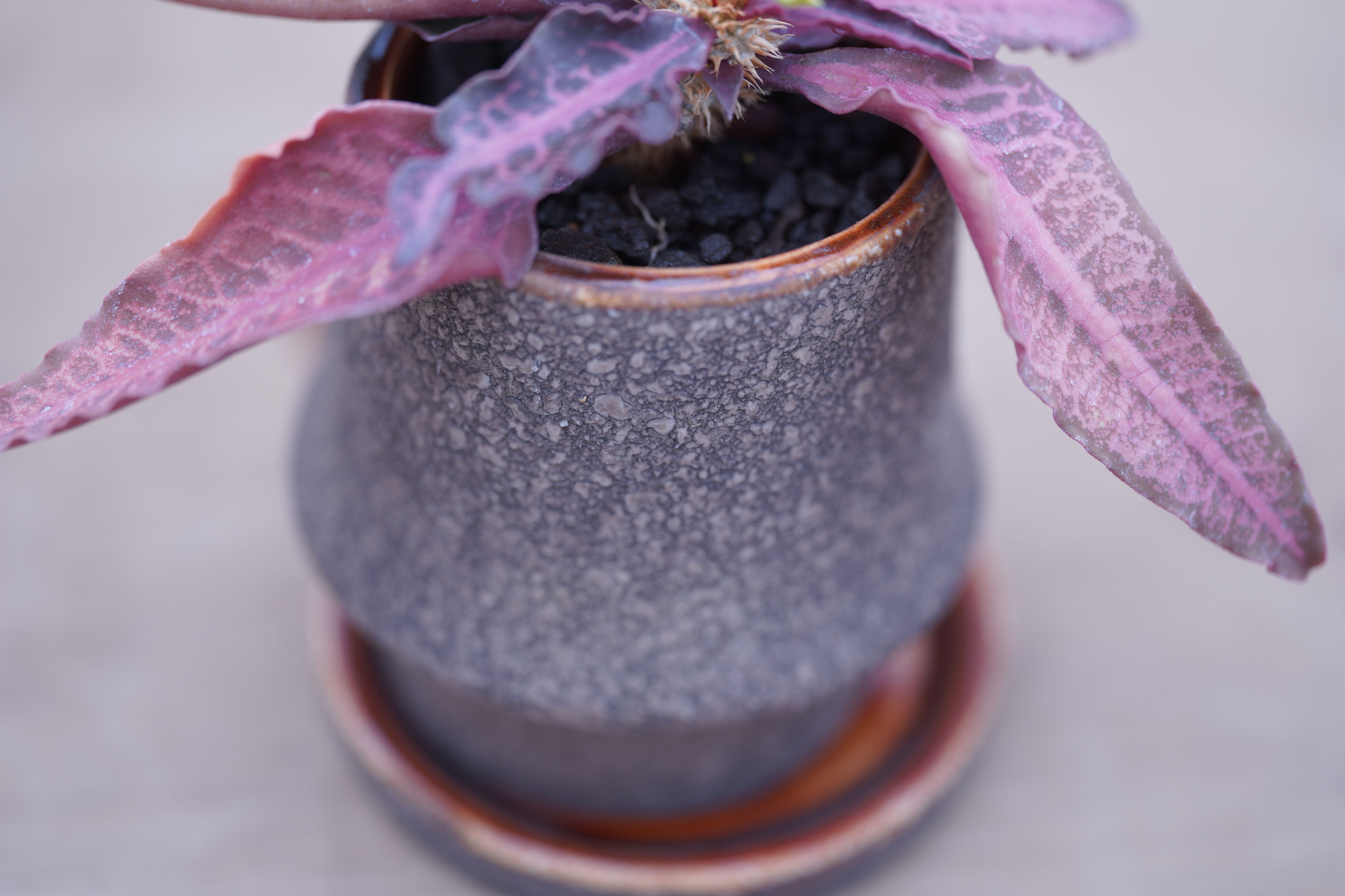 ユーフォルビア フランコイシー Euphorbia francoisii | mana's f