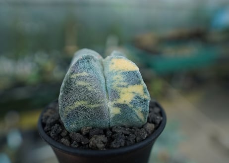 鸞鳳玉　斑入り　Astrophytum myriostigma