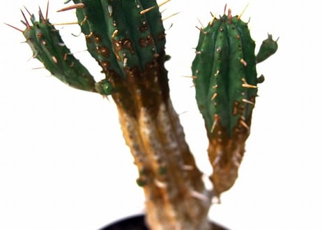 ユーフォルビア 紅キリン　Euphorbia aggregata