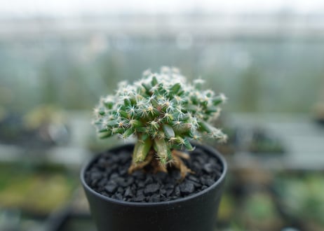 トリコディアデマ　デンサム　Trichodiadema densum  No.1