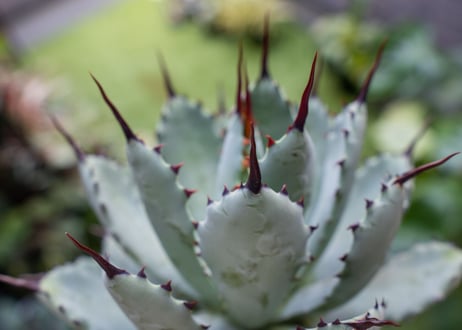 Agave macroacantha x Potatorum 中 NO.2