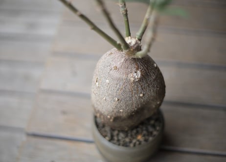 パキポディウム　 サキュレンタム 　Pachypodium succulentum