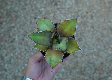 アガベ　チタノタ　黒火焔 　Agave titanota Black fire