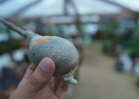 【抜き苗】パキポディウム　グラキリス　 Pachypodium Gracilius  No.6