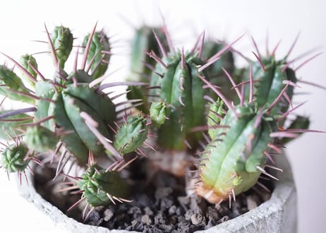 Euphorbia Ferox