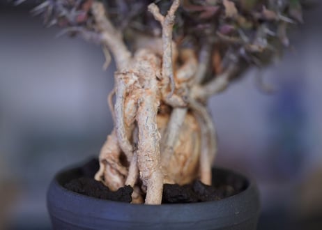 Euphorbia　beharensis