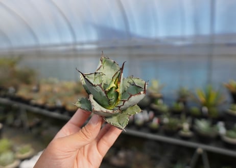 agave titanota ブラック＆ブルー　No.7