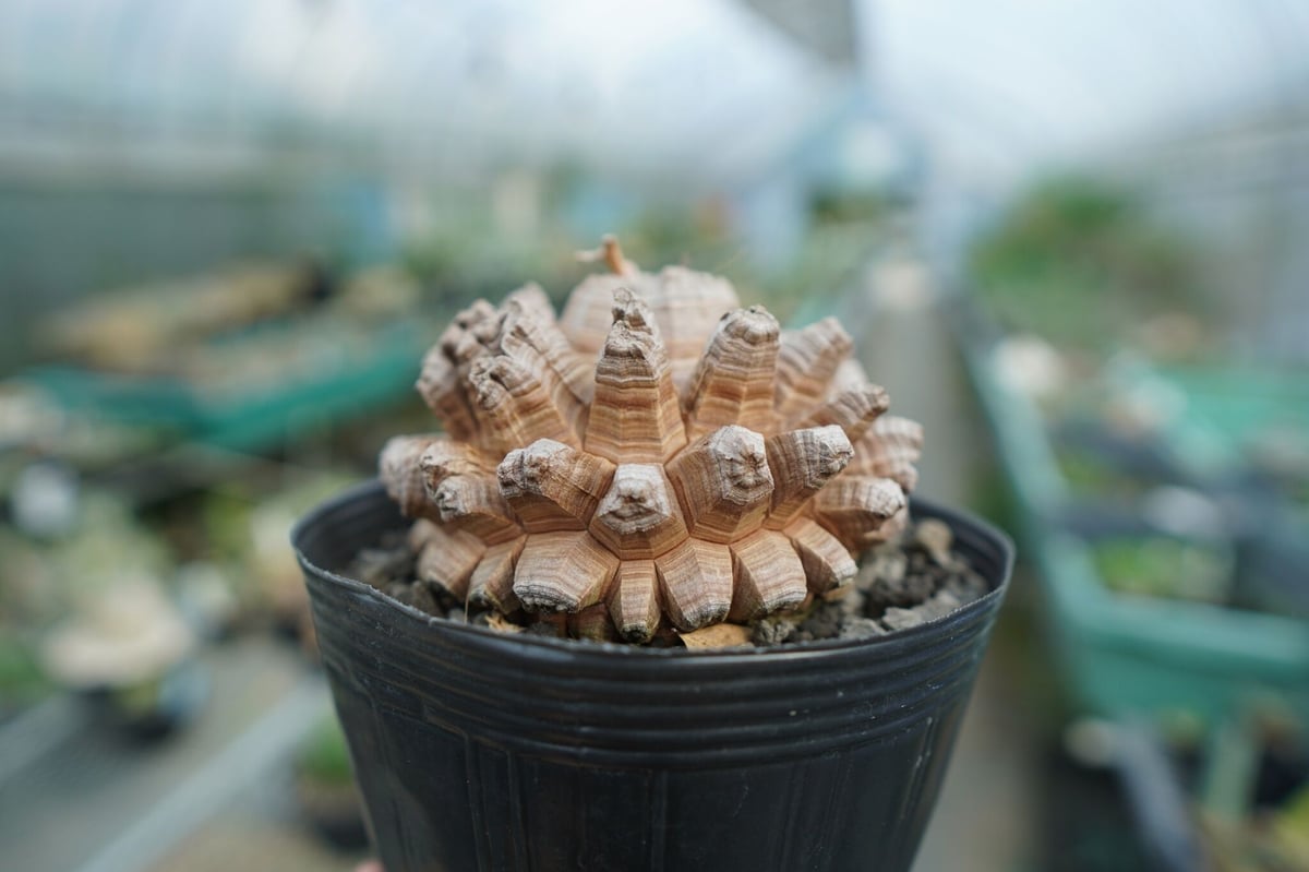 亀甲竜 Dioscorea elephantipes 長谷川園芸産】亀甲竜 Dioscorea elephantipes No.2 | mana'