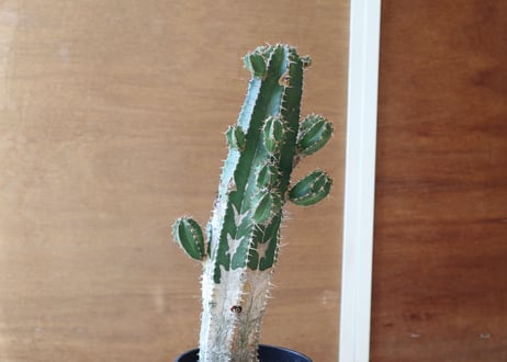 ユーフォルビア　大正麒麟