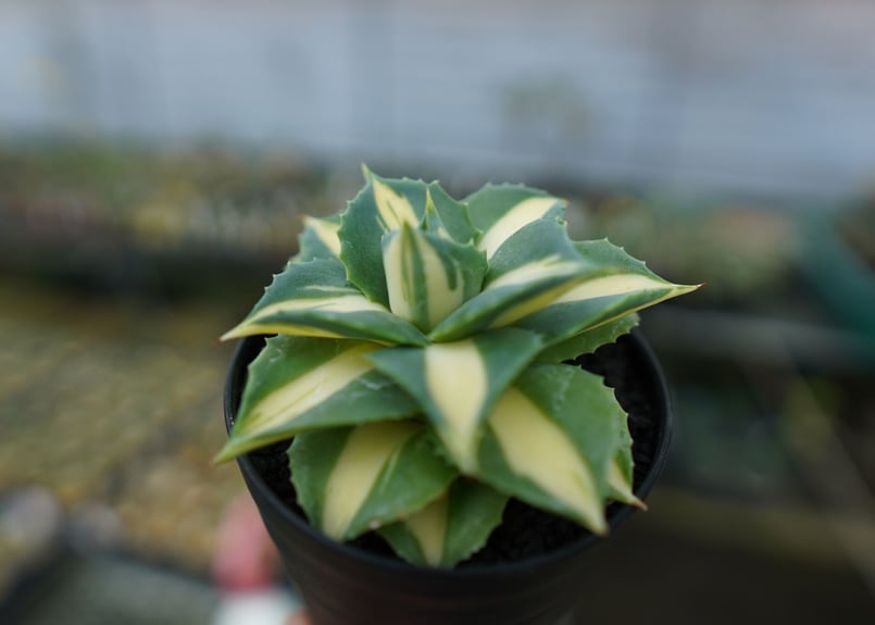 アガベ 王妃雷神錦 黄中斑 Agave “Ohi Raijin Nishiki Kinakah