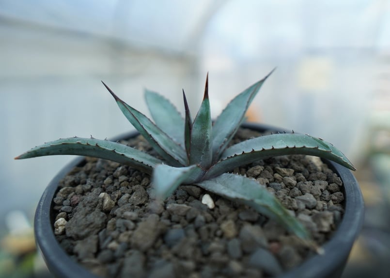 アガベ リトルシャーク Agave Little Shark | mana's farm:塊根