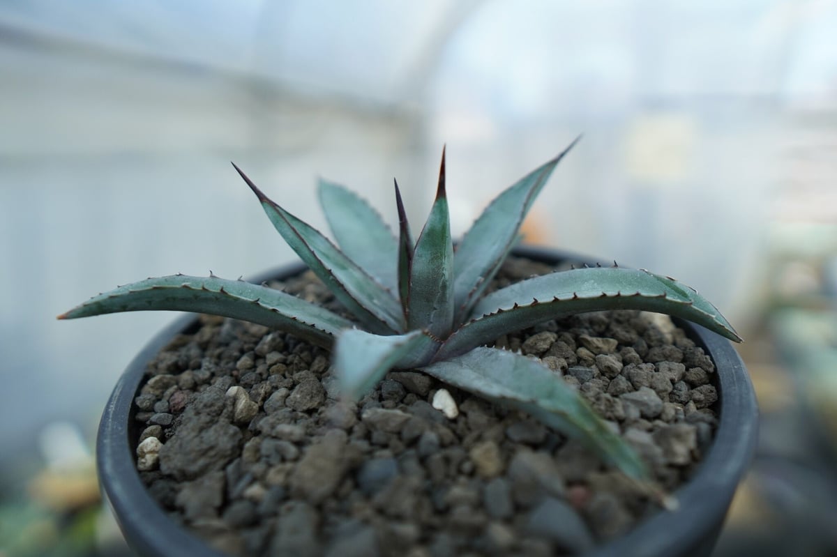 アガベ　リトルシャーク　特選株　球体　ドライガーデン　カクタス　大株　50cm アガベ リトルシャーク 特選株 球体 ドライガーデン カクタス 大