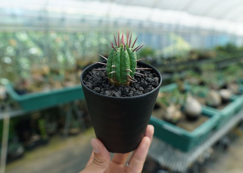 ユーフォルビア フェロックス Euphorbia ferox No.2 | mana's f