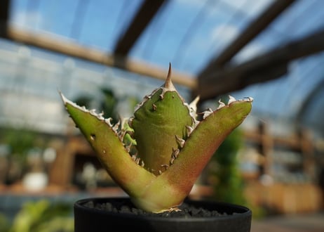 アガベ　チタノタ　レッドキャットウィーズル　Agave titanota Red catweezle　No.4