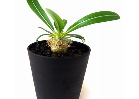 パキポディウム デンシカウレ 恵比寿大黒　Pachypodium densicaule  №2