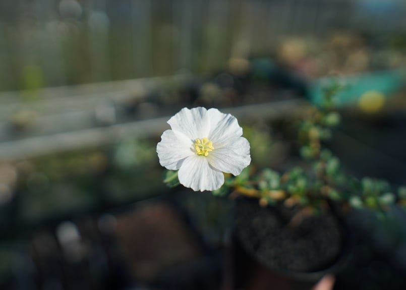 サルコカウロン バンデリエティアエ Sarcocaulon vanderietiae | ma