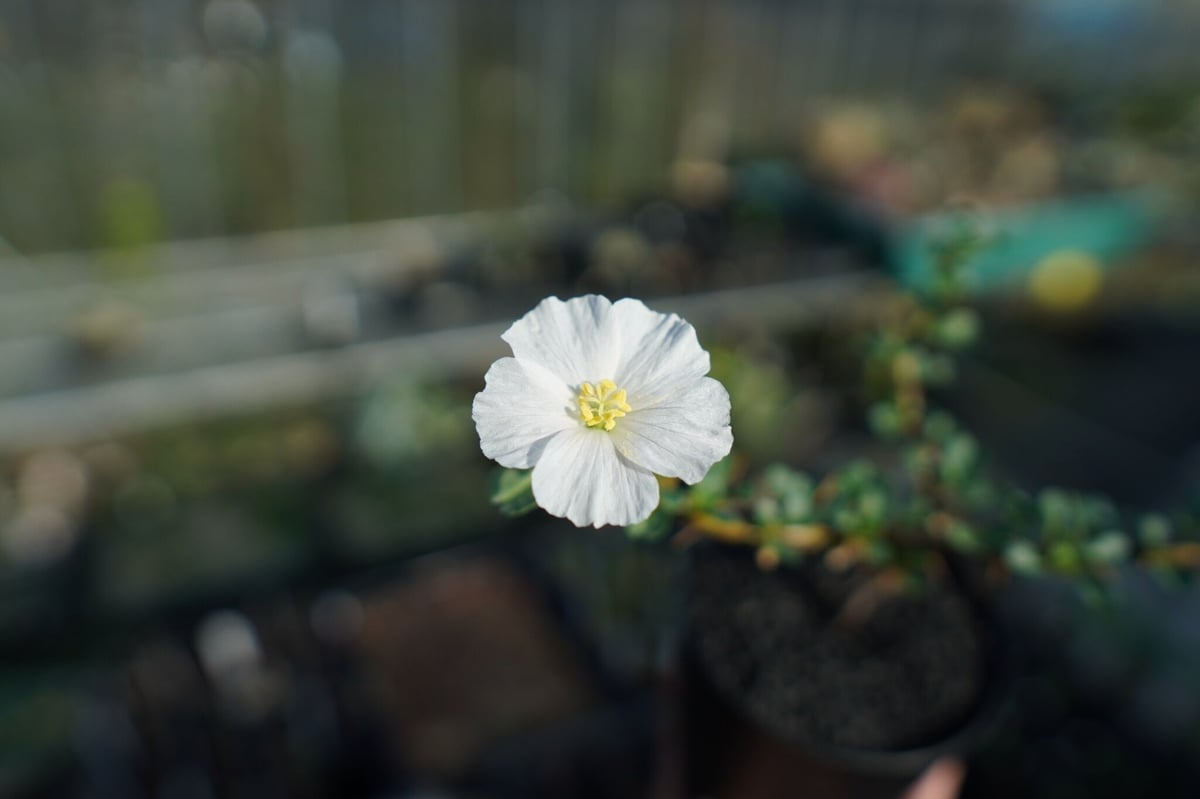 サルコカウロン バンデリエティアエ Sarcocaulon vanderietiae サルコカウロン バンデリエティアエ Sarcocaulon vanderietiae