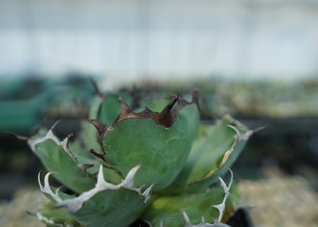 アガベ　チタノタ　黒鯨　Agave titanota black whales　No.2