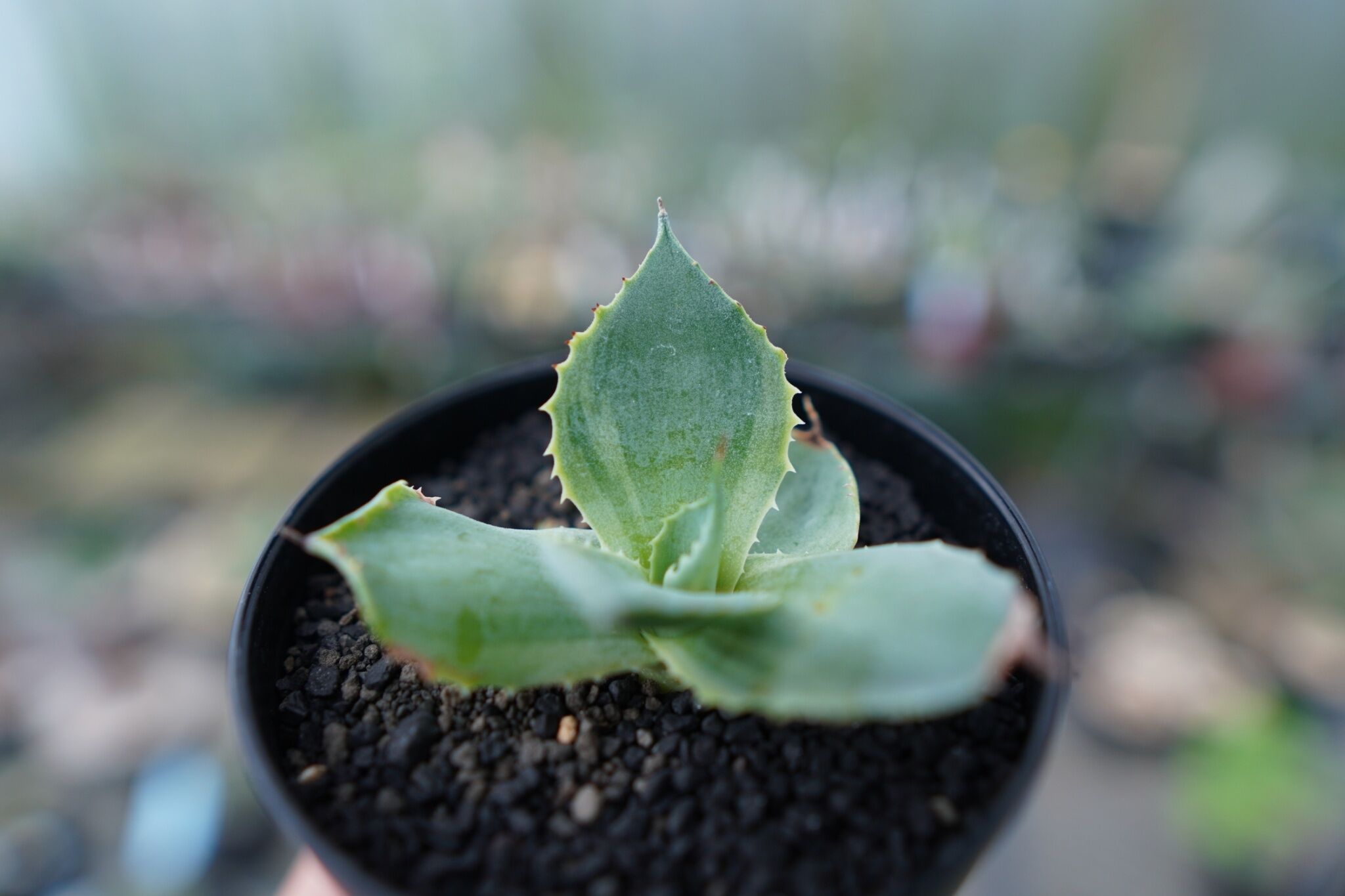 アガベ ポタトラム トレードウィンズ Agave potatorum Tradewinds N