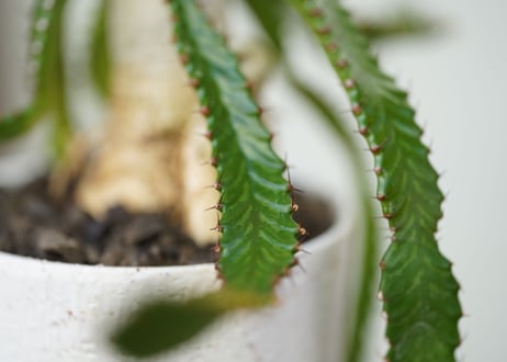 Euphorbia stellata