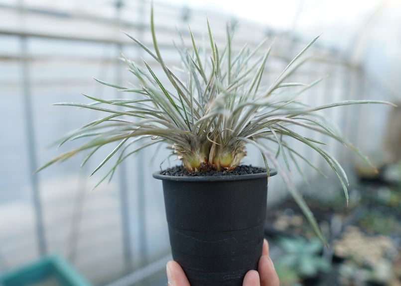 ディッキア コリスタミネア Dyckia choristaminea | mana's fa
