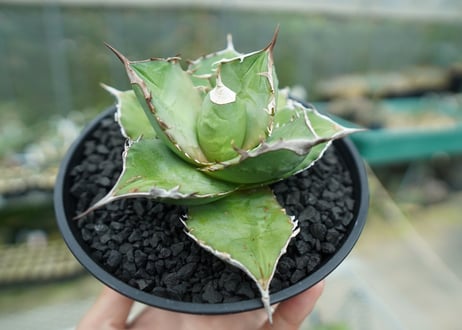アガベ　チタノタ 　Agave titanota No.3