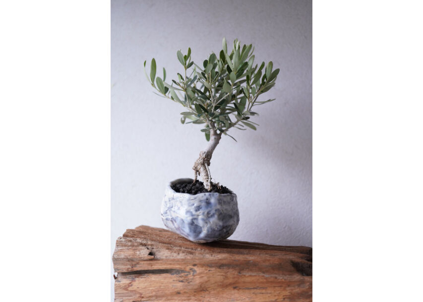オリーブ盆栽　Olive Bonsai オリーブ盆栽「BON」① / olive bonsai 