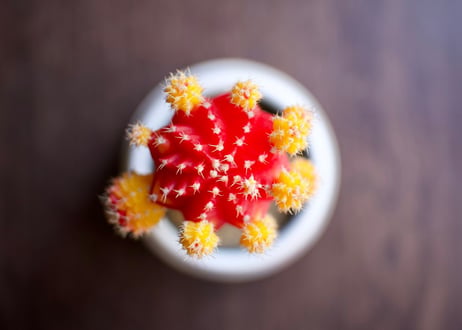 ひぼたん　オレンジ＊レッド