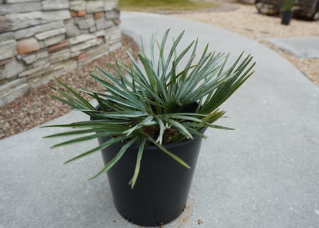 チャメロプス　セリフェラ 　Chamaerops humilis var. Cerifera  No.2
