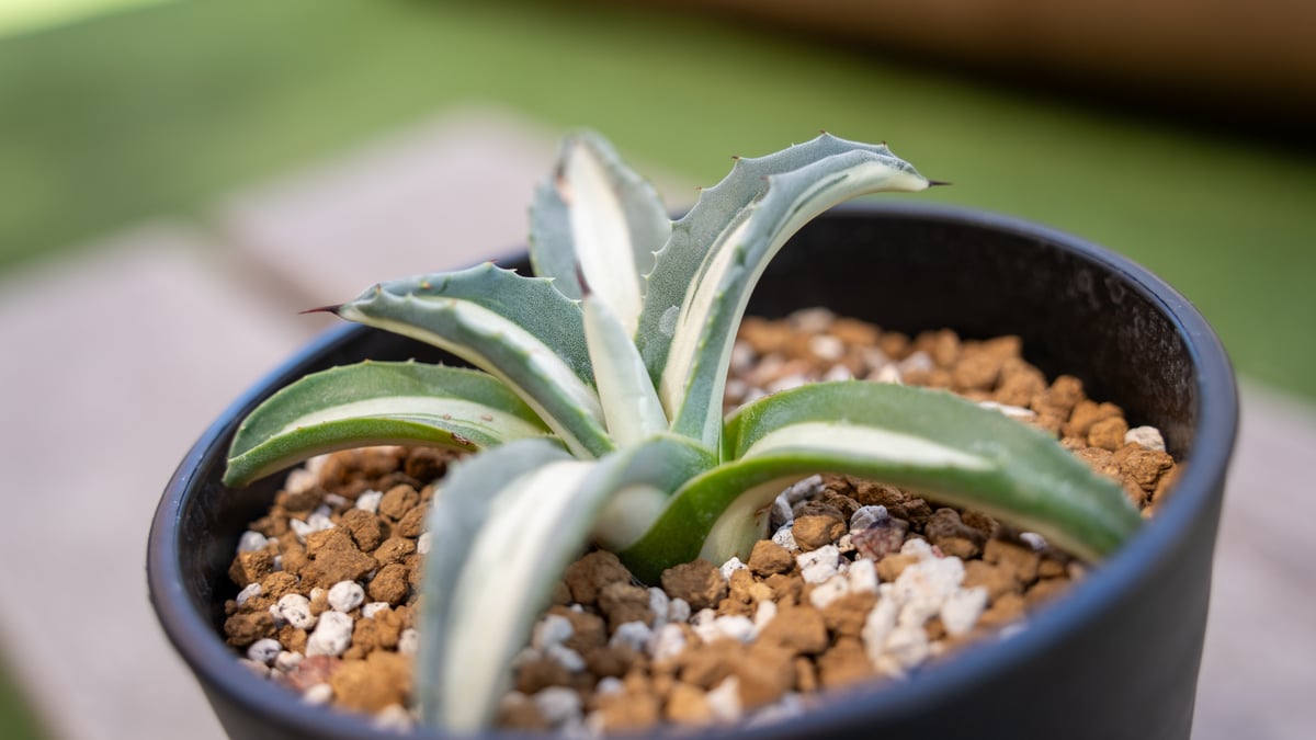 アガベ 華厳 | mana's farm:塊根植物・アガベ・ドライガーデン植物販売