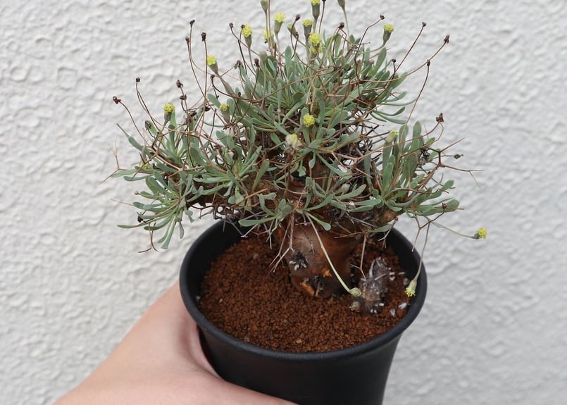 オトンナ ユーフォルビオイデス | mana's farm:塊根植物・アガベ