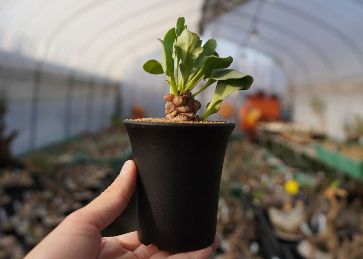 オトンナ ヘレー Othonna herrei No.1 | mana's farm:塊根植物