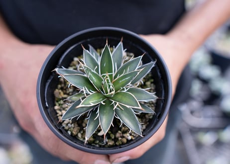 agave filifera schigigera var. white stripe